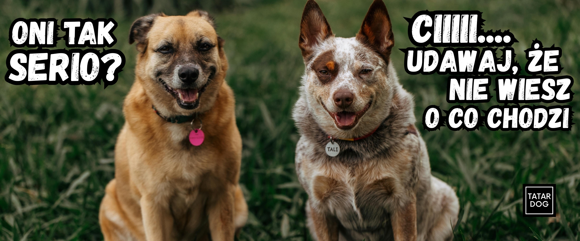 jak bezpiecznie poznać ze sobą dwa psy